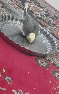 عروس هلندی گمشده