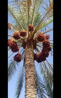 مغ تکان هستم یا همان خرما تکان باگروهخرما جمکن