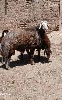 قوچ