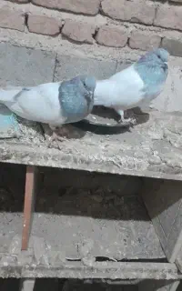 کبوتر کله الماسی