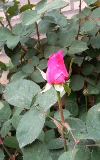 گردشگری طبیعت زیبای تهران