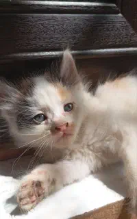 بچه گربه بازیگوش