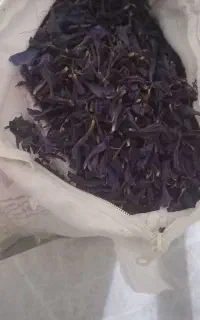 گل گاو زبان