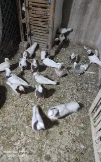 کبوتر