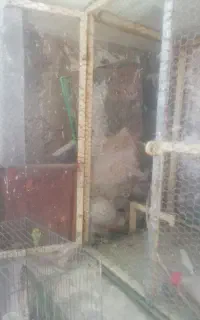 قفس پرون پرنده