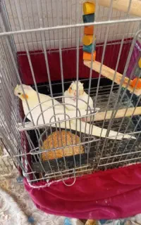 عروس هلندی لوتینا