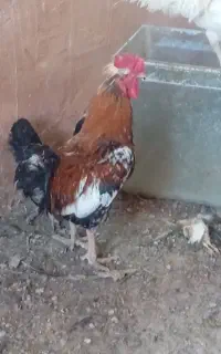 خروس