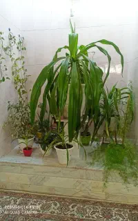 همخونه میشم