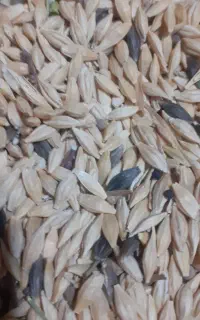 جو دوپر دیمی محلی