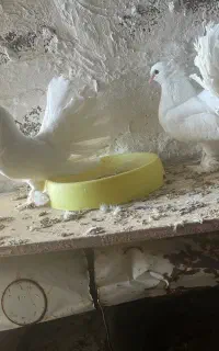 دمچتری سفید