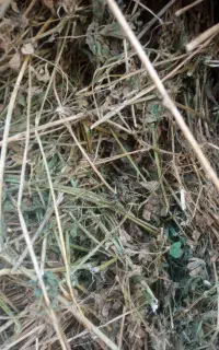 پرس یونجه