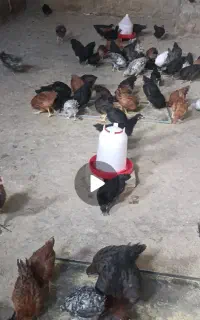 مرغ سه ماهه