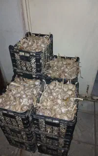سیر مغان پایه شاهین‌دژ  از بذر خودم مونده ۱۳ جعبه