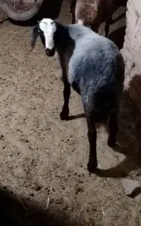 بره قوچ شال