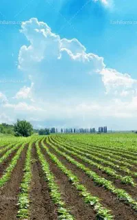 جویای کارگر برای آب زدن یونجه