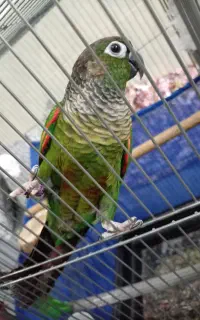طوطی گرنچیک بلاک
