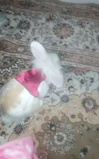 خرگوش نر