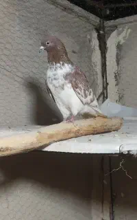 گرگی قرمز نر