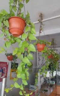 گلدان و گیاه پتوس