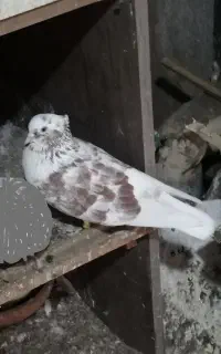 کبوتر باخت رفته