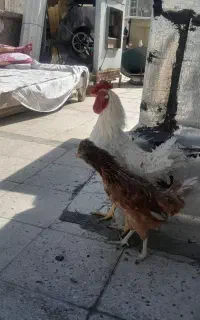 خروس