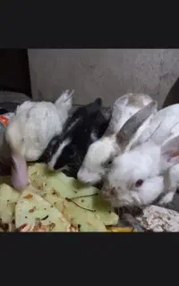 خرگوش