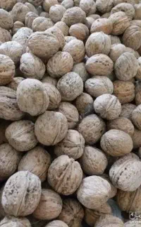 گردو تازه امسال