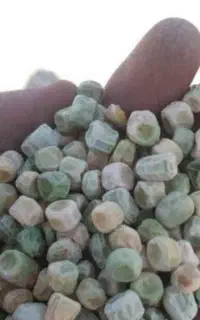 خرید و فروش نخود فرنگی خشک
