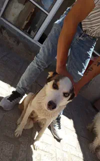 هاسگی باهوش