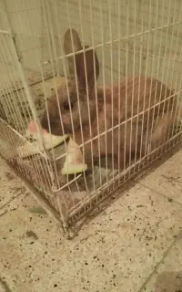 خرگوش