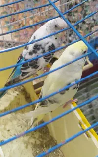 مرغ عشق هفت رنگ