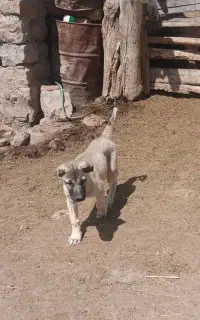 واگذاری توله سگ