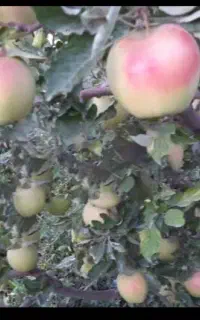 اجاره باغ سیب کوهستانی
