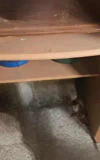 میز کامپیوتر وتحریر