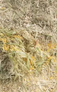 علوفه چاپر شده ذرت شیرین