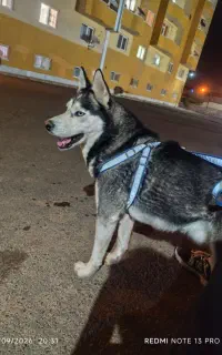 هاسکی ۲ساله