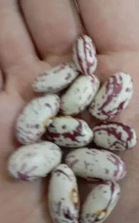 لوبیا چیتی