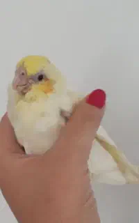 جوجه عروس هلندی لوتینوسرلاکی