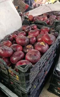 انجیر ‌