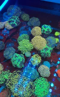 مرجان های تکثیری وارداتی اب شور