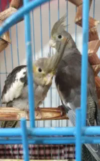 عروس هلندی