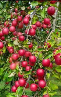 باغدار عزیز بیشتر از ۱۴۰تن سیب از باغت برداشت کن