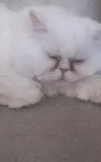 گربه پرشین خالص