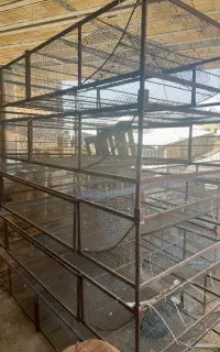 قفس(کبک،بلدرچین،جوجه)
