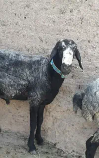 قوچ شال