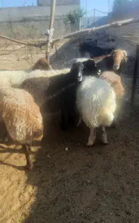 میش