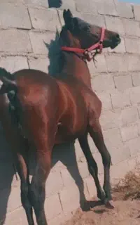 کره مادیان نوه سلطان غلامی