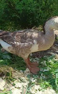 قو غاز بزرگ گوشتی