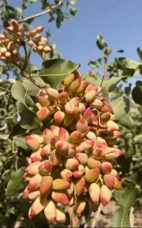 کاهش عوامل تهاجمی برای رشد
