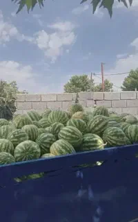 هندوانه مخصوص دام